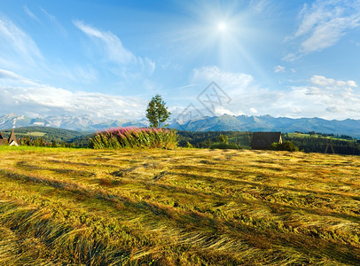 夏季山傍晚风景有田地孤单的树和后面塔特拉山脉GliczarowGorny波兰图片