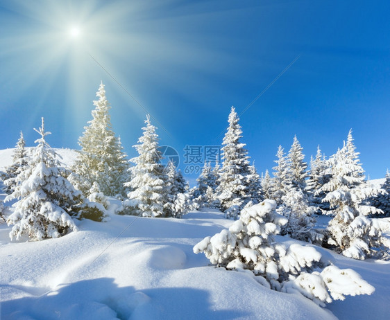 早上冬天山地风景坡上和阳光都有壁树图片