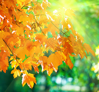 秋季城市公园和阳光的秋树扫图片
