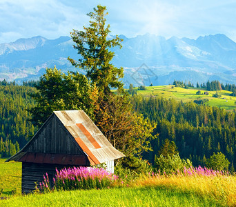 在夏季山村郊区的阳光下在前面和后的塔特拉山脉上有粉红花和木棚GliczarowGorny波兰图片