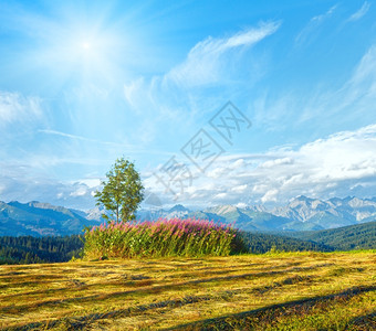 在夏季山地土上的阳光和后面孤独树和塔特拉山脉波兰格利察罗戈尔尼图片