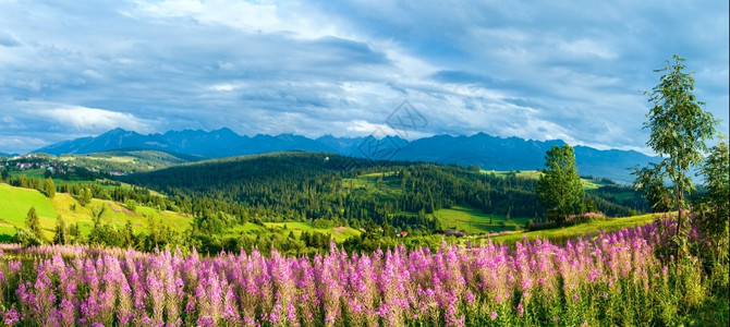 山村夏季夜郊区前面和后的塔特拉山脉有粉红花波兰格利察罗戈尔尼图片