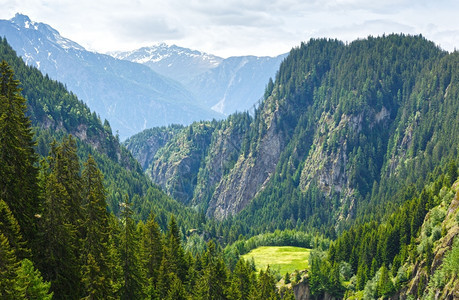 山地夏季景观坡上有森林前面白花瑞士阿尔卑斯山图片