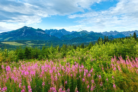 夏季早上山地景观前面和后的塔特拉山脉有粉红花波兰图片