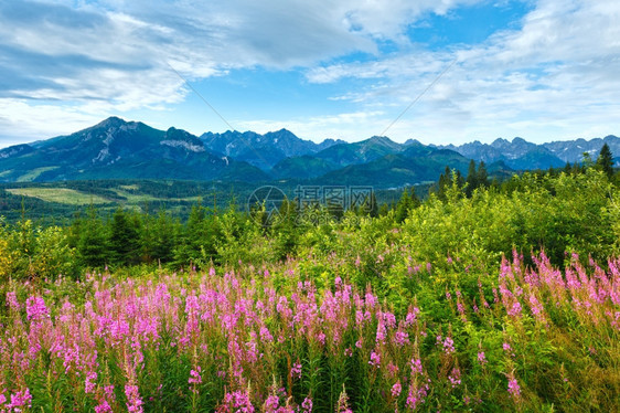 夏季早上山地景观前面和后的塔特拉山脉有粉红花波兰图片