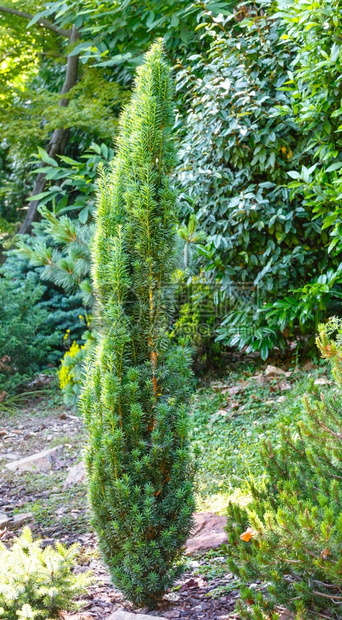 公园植物背景上的小型绿花叶树图片