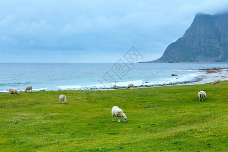 在Haukland海滩附近的羊群中夏季风云笼罩挪威Lofoten图片