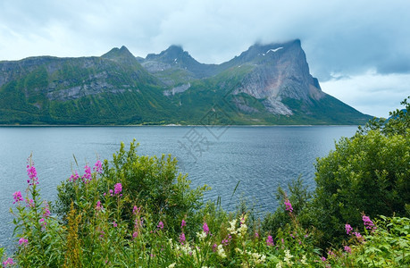 Fjord夏天的阴云前面有花朵挪威图片