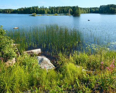 玫瑰草带林的夏季湖景芬兰背景