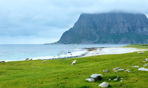 在Haukland海滩附近有一群绵羊夏季风云笼罩挪威Lofoten图片