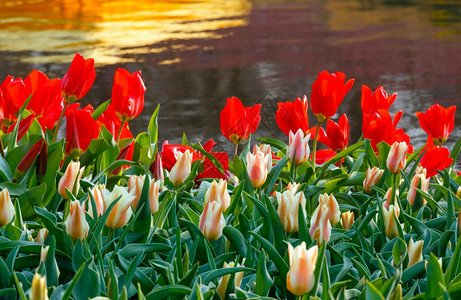 春天时分在池塘附近有美丽的红白郁金香图片