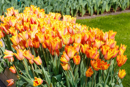 美丽的红黄郁金香紧贴在春天公园图片