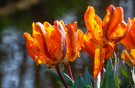 美丽的橙色郁金香露在春天公园的池塘附近闭合图片