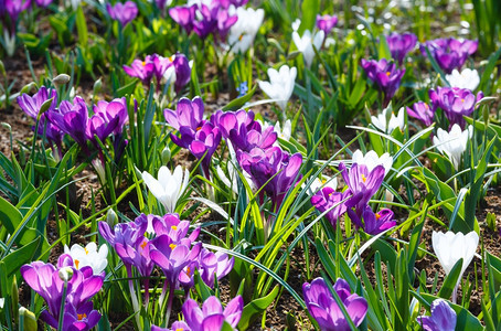 美丽的紫色和白鳄鱼Macro在春天自然背景图片