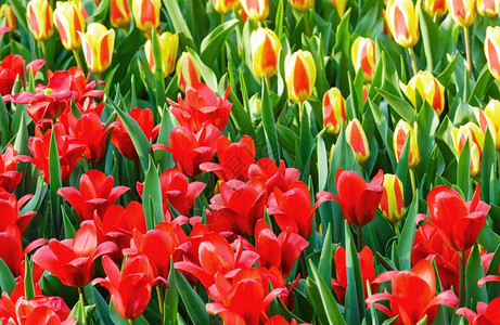 美丽的红色和黄郁金香贴合自然春天背景图片