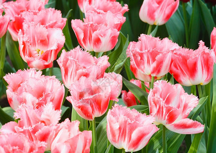 春时美丽的粉红色郁金香Macro图片