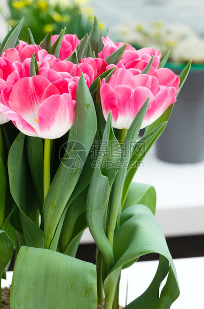 粉红色郁金香的美丽春天花束Macro图片