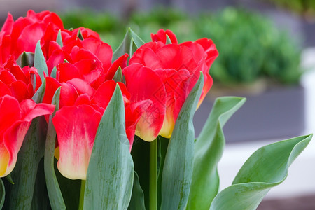 美丽的红色郁金香紧贴在春花床背景图片