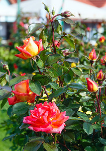 红玫瑰的春花丛图片
