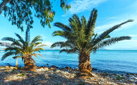 夏季沙滩上的棕榈树希腊莱夫卡达图片