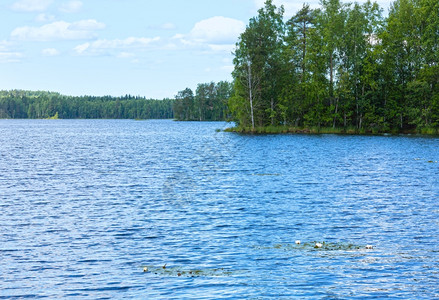 Rutajarvi湖夏季风景边上森林地表水里有利芬兰Urjala图片