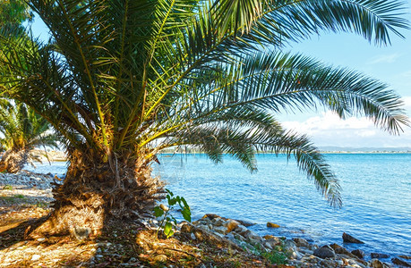 夏季海滩上的棕榈树希腊莱夫卡达图片