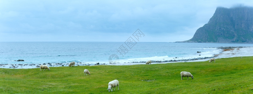 在Haukland海滩附近有一群绵羊夏季多云的全景挪威洛福顿图片