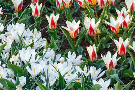 美丽的白和红郁金香Macro在春天自然背景图片