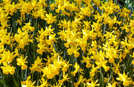 春天时黄色的水仙图片