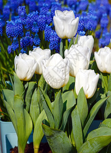 春时美丽的白色郁金香Macro和后面的蓝色花朵图片