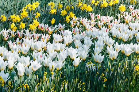 美丽的白色红黄郁金香和自恋然春天背景图片