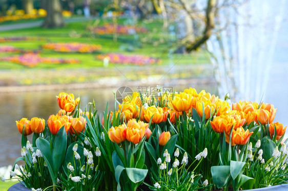 美丽的红黄郁金香在花棚里春公园图片