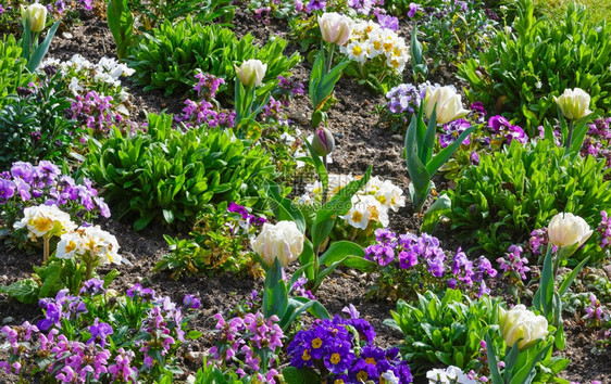 美丽的白色郁金香和春天的Viola三色花朵自然多背景图片