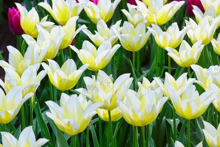 春天美丽的白黄郁金香Macro图片