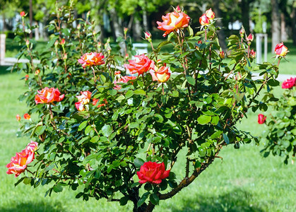 城市公园的红玫瑰花丛春开图片