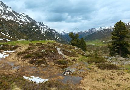 夏季山地景观有长凳和松树瑞士福卢拉山图片