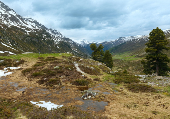 夏季山地景观有长凳和松树瑞士福卢拉山图片
