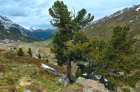 前面有松树的夏季山地景观瑞士FluelaPass图片