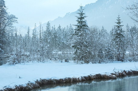 冬季小溪河岸上有雪树图片