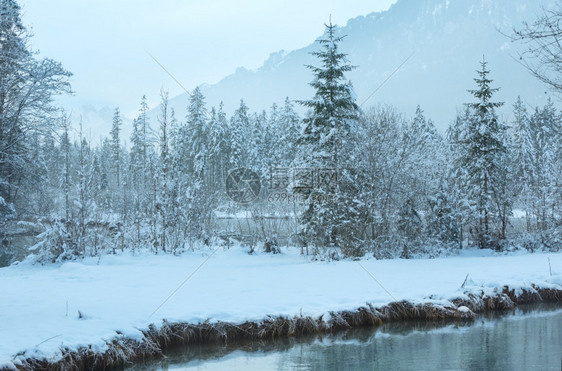 冬季小溪河岸上有雪树图片