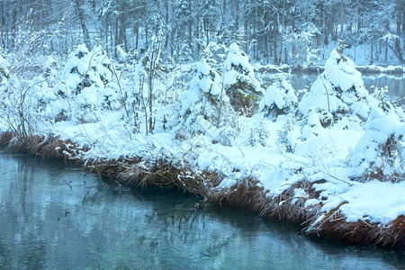 冬季小溪河岸上有雪树图片