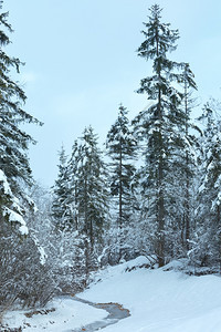 小的冬季溪流和雪的卷毛树图片