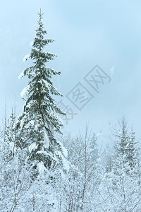 山坡上的雪花树阴暗风景图片