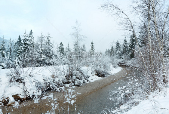 冬季小溪河岸上有雪树图片