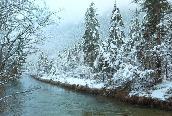 冬季小溪河岸上有雪树图片