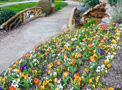 美丽的橙色郁金香和Viola三色花在春天公园图片