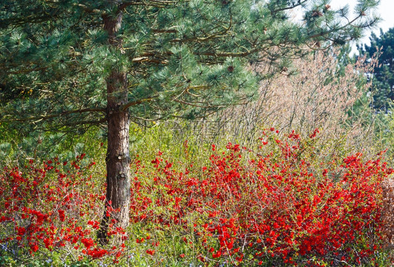 松树和盛开的日本昆斯灌木春公园里有红花图片