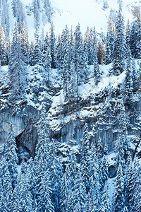 岩石山悬崖上的白雪树图片
