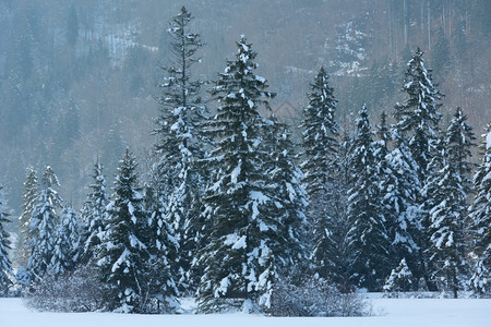 冬季山地风景有雪的森林图片