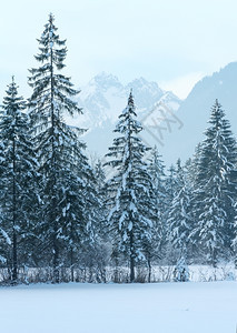 冬季山地风景有雪的森林图片